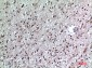 CD84 Polyclonal Antibody